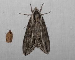 Sphinx canadensis