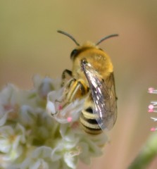Colletes slevini