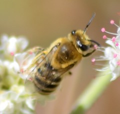 Colletes slevini