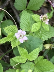 Rubus pubescens