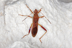 Megalotomus