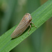 Constricted Leafhopper - Photo (c) Margarita Lankford, some rights reserved (CC BY-NC), uploaded by Margarita Lankford