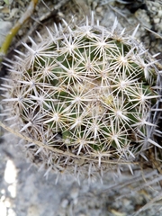 Coryphantha delicata