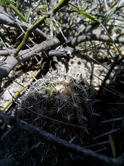 Coryphantha delicata