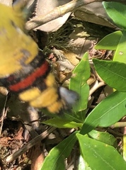 Cephonodes hylas