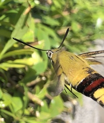 Cephonodes hylas