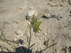 Hesperotettix viridis