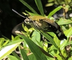 Cephonodes hylas