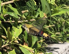 Cephonodes hylas