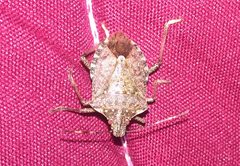 Halyomorpha halys