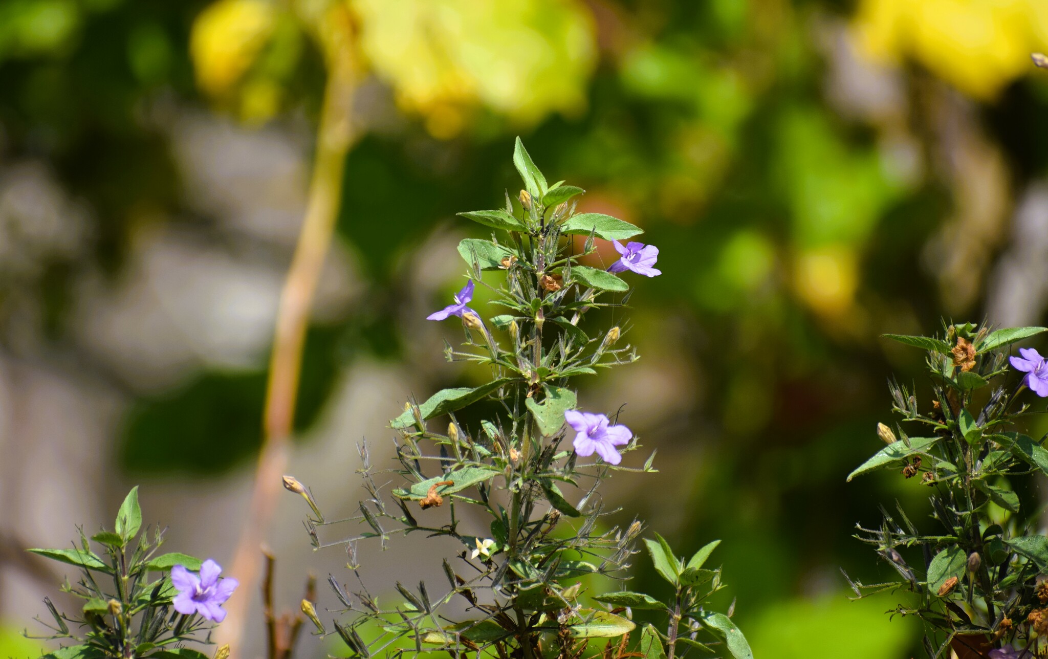 Ruellia paniculata