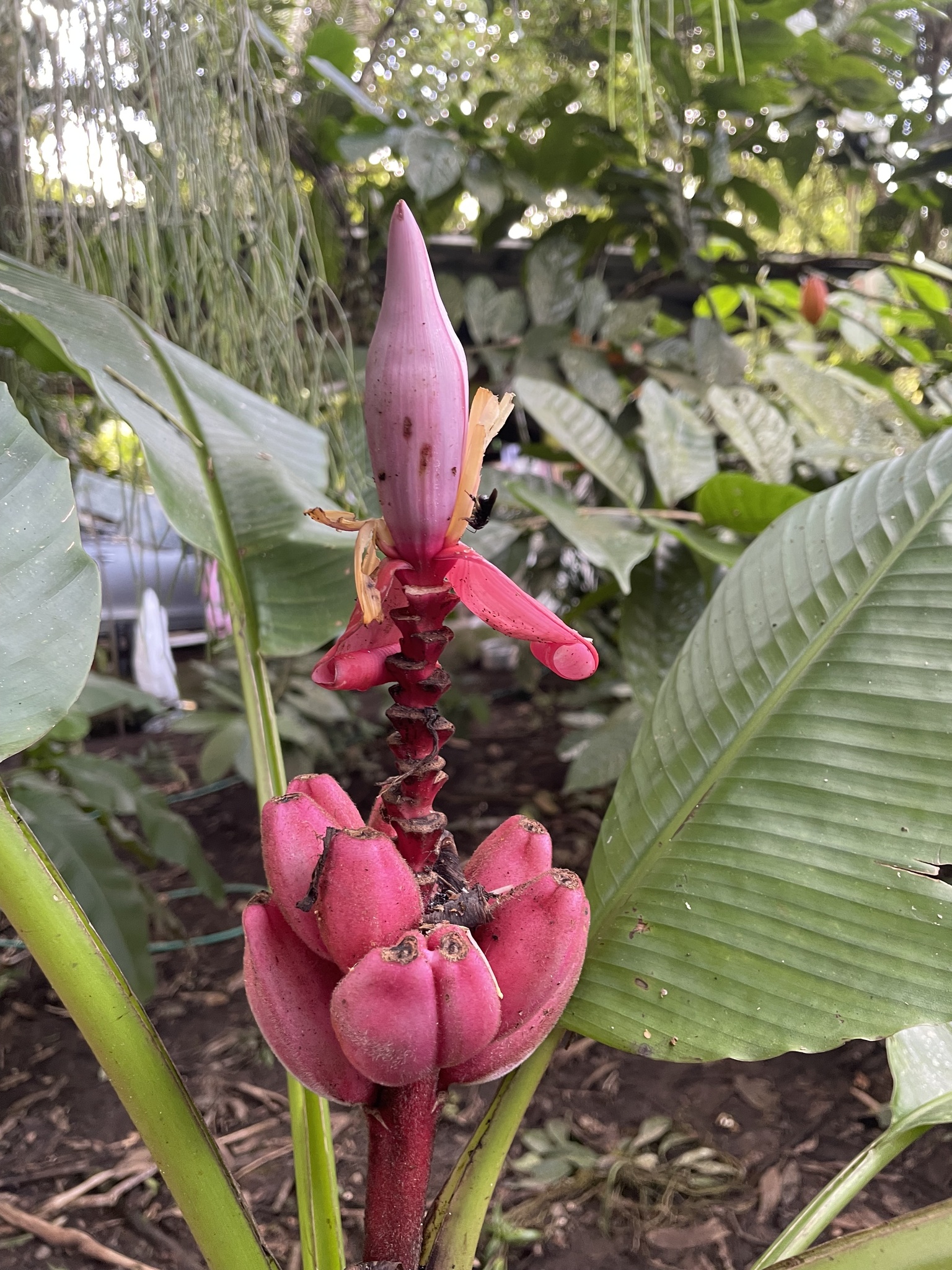 Imagem de Bananeira de jardim