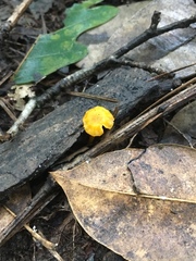 Cantharellus minor