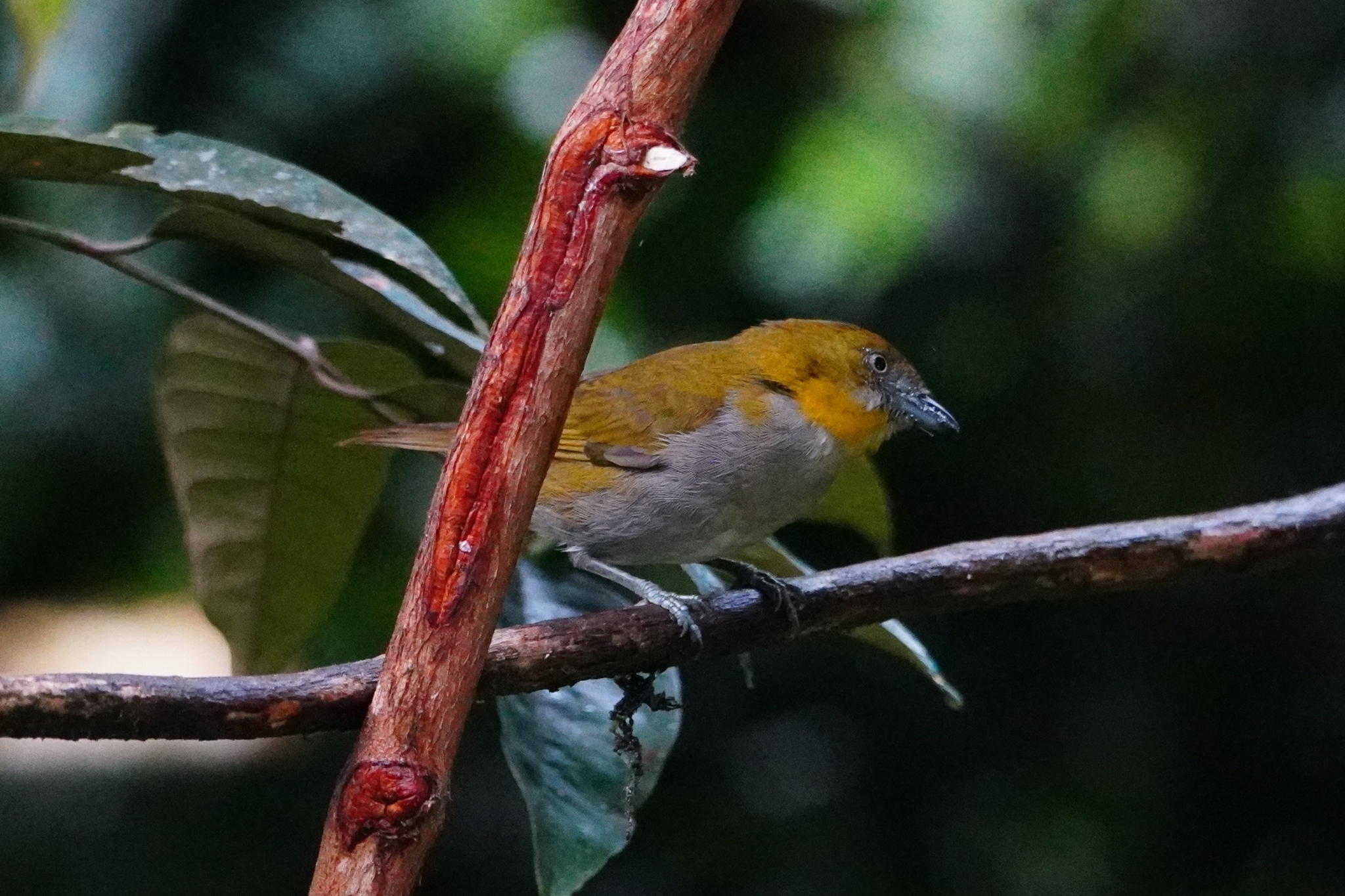 Yellow-throated Chlorospingus (Chlorospingus flavigularis), photo 8
