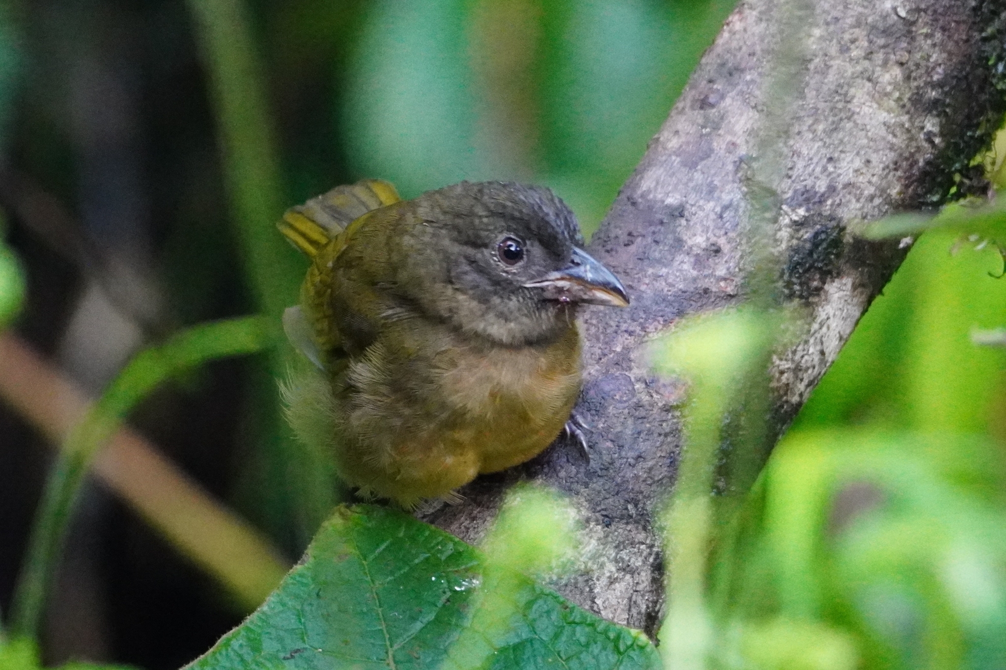 Ochre-breasted Tanager (Chlorothraupis stolzmanni), photo 2