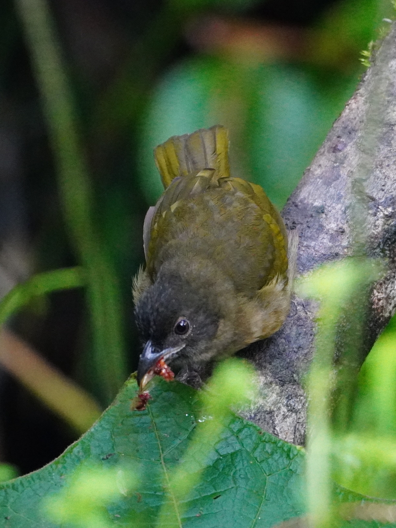 Ochre-breasted Tanager (Chlorothraupis stolzmanni), photo 3