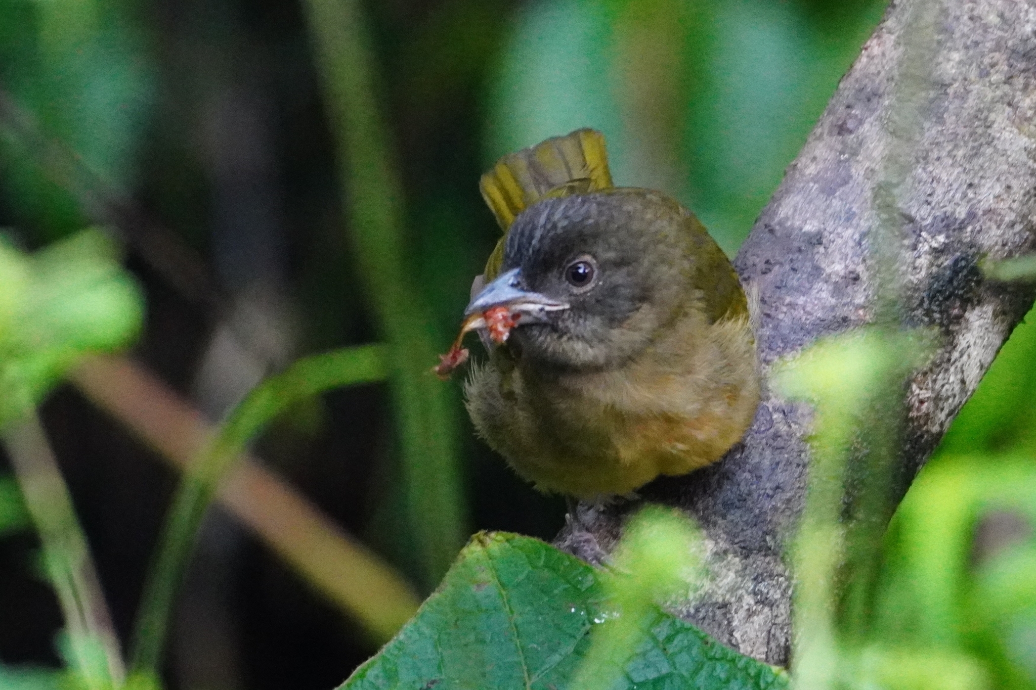 Ochre-breasted Tanager (Chlorothraupis stolzmanni), photo 4