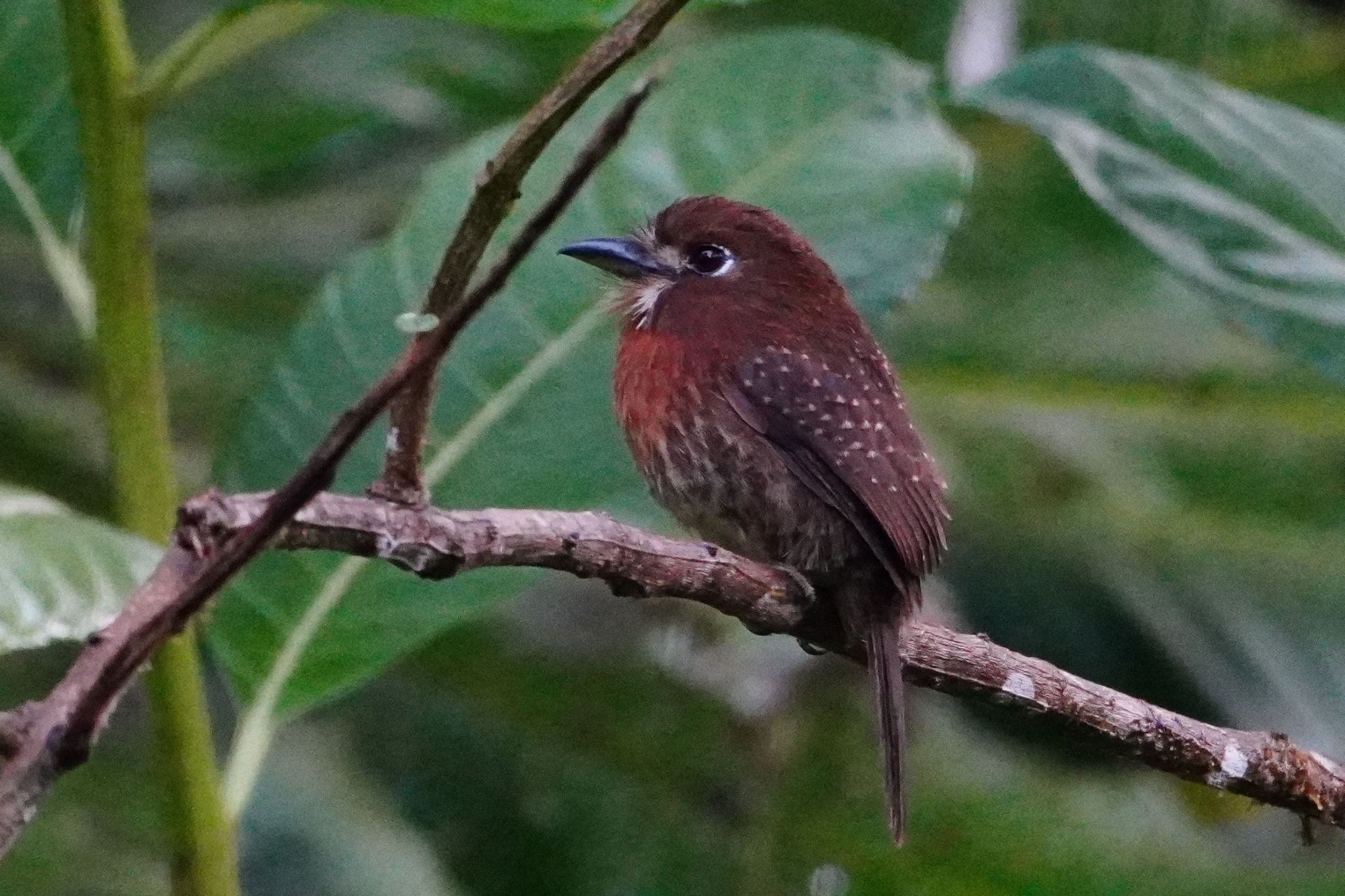 Moustached Puffbird (Malacoptila mystacalis), photo 3