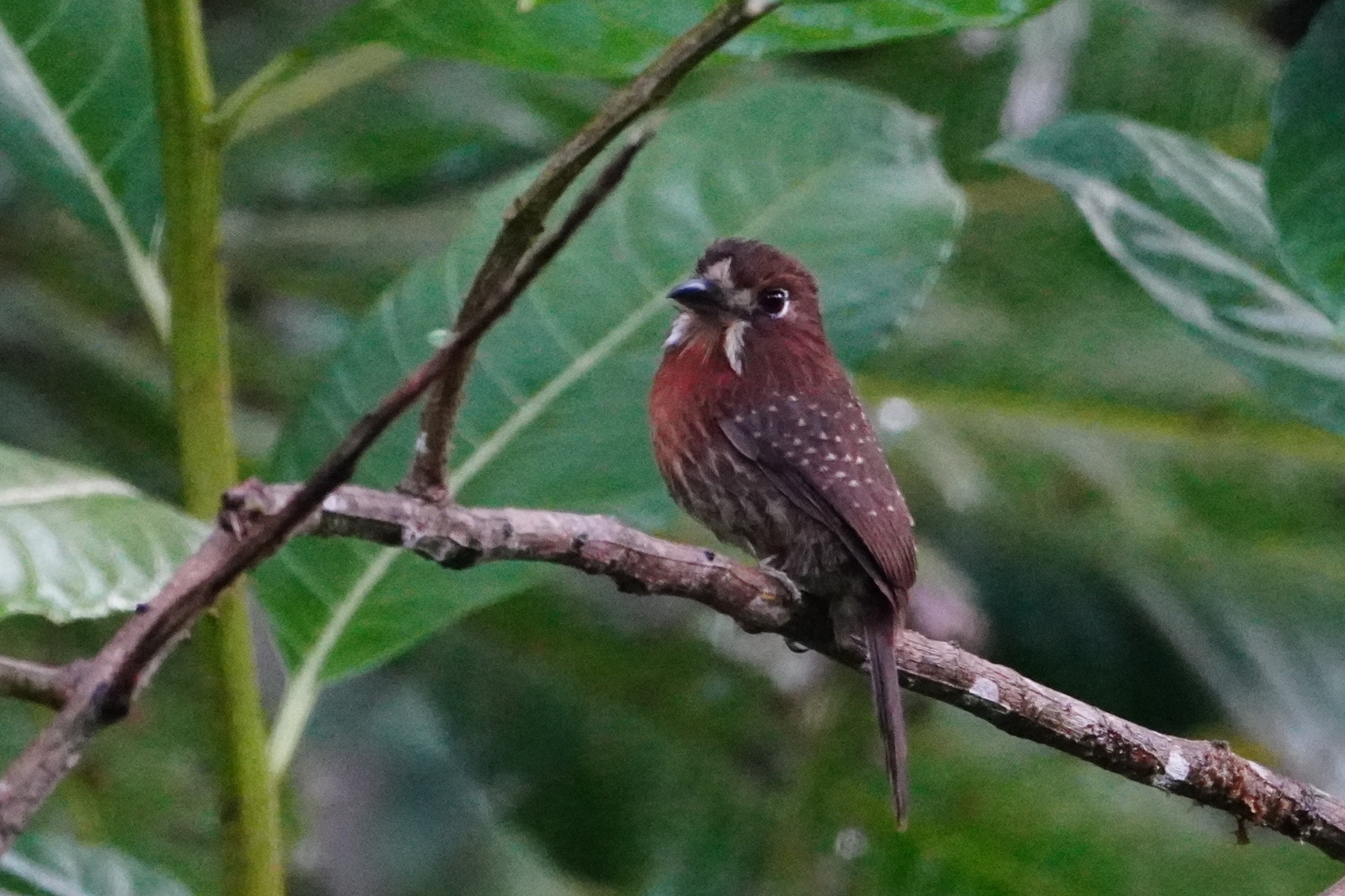 Moustached Puffbird (Malacoptila mystacalis), photo 4