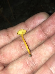Cantharellus minor