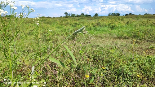 Guanxuma-branca