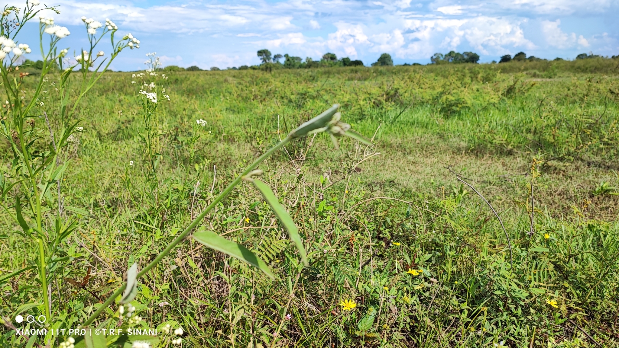 Imagem de Guanxuma-branca