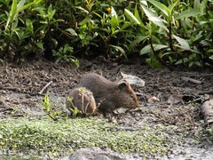 Cavia aperea anolaimae