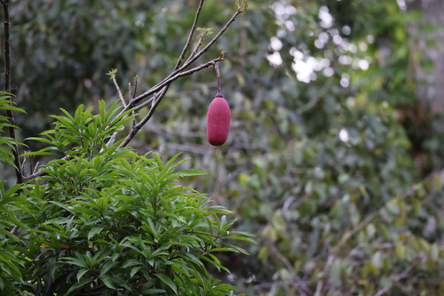 Pseudobombax munguba