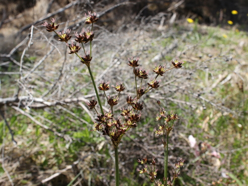 Image of Juncus lomatophyllus by (c) Joe Dillon, some rights reserved (CC BY)