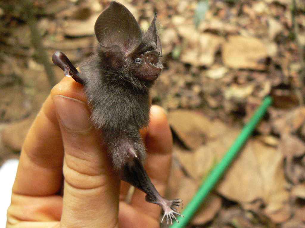 Aellen's Leaf-Nosed Bat
