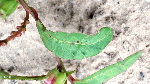Image of Microstachys corniculata by (c) Thomaz Ricardo Favreto Sinani, some rights reserved (CC BY)