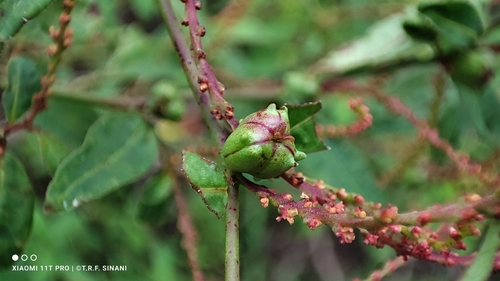Image of Microstachys corniculata by (c) Thomaz Ricardo Favreto Sinani, some rights reserved (CC BY)