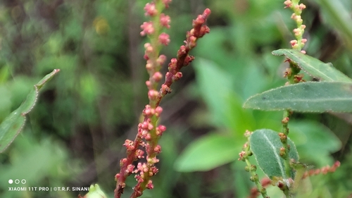 Image of Microstachys corniculata by (c) Thomaz Ricardo Favreto Sinani, some rights reserved (CC BY)