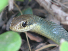 Coluber constrictor oaxaca