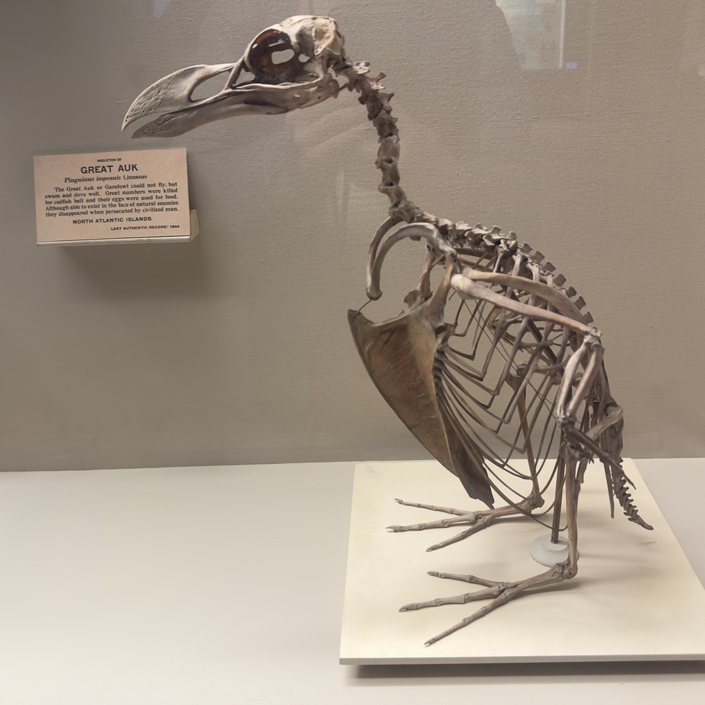 Great Auk