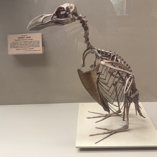 Great Auk