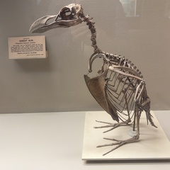 Great Auk photo 2