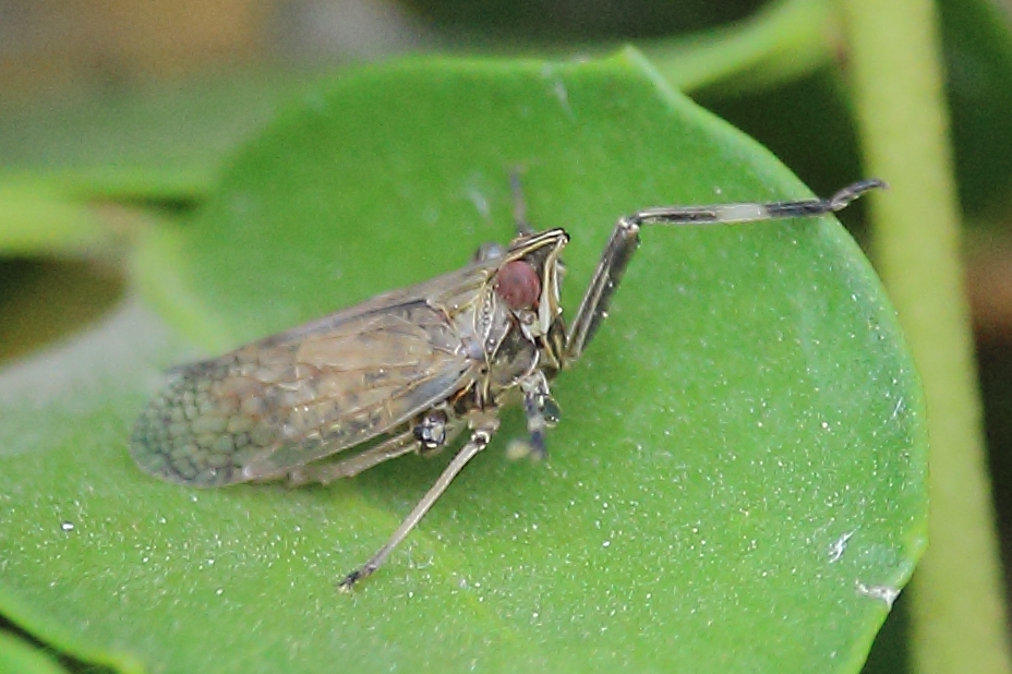 Sicorisia discreta