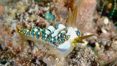 Tenellia puti