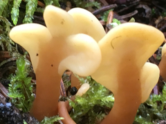 Cudoniaceae
