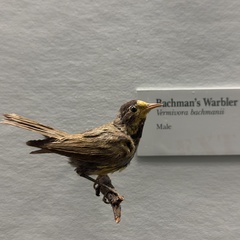 Bachman's Warbler photo 2