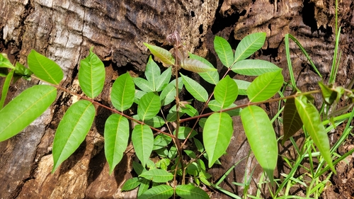Foto de Cedro-australiano