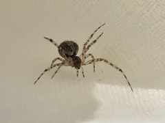 Theridiidae