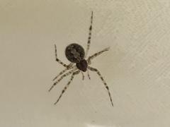 Theridiidae
