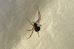 Theridiidae