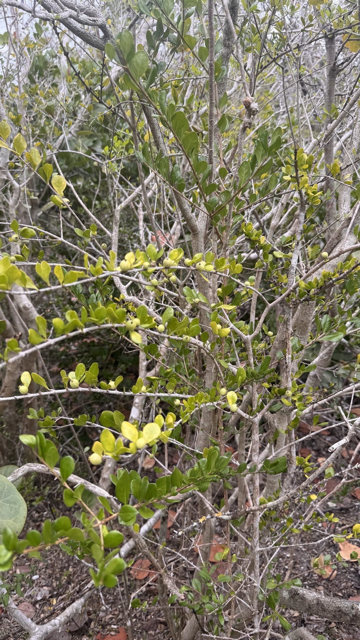 Imagem de Dendê-bravo