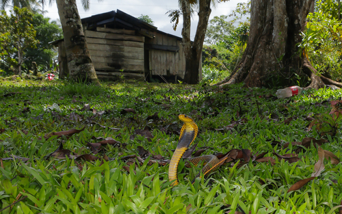 Samar Cobra