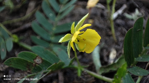Chamaecrista serpens, photograph 3