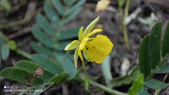 Chamaecrista serpens, photograph (c) Thomaz Ricardo Favreto Sinani, some rights reserved (CC BY)