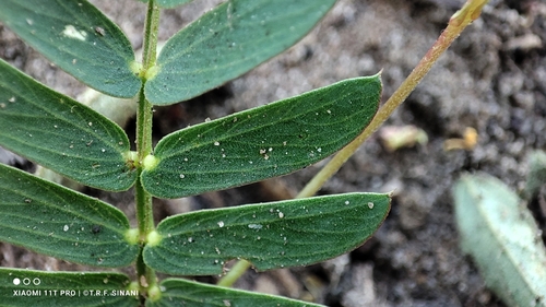 Chamaecrista serpens, photograph 5